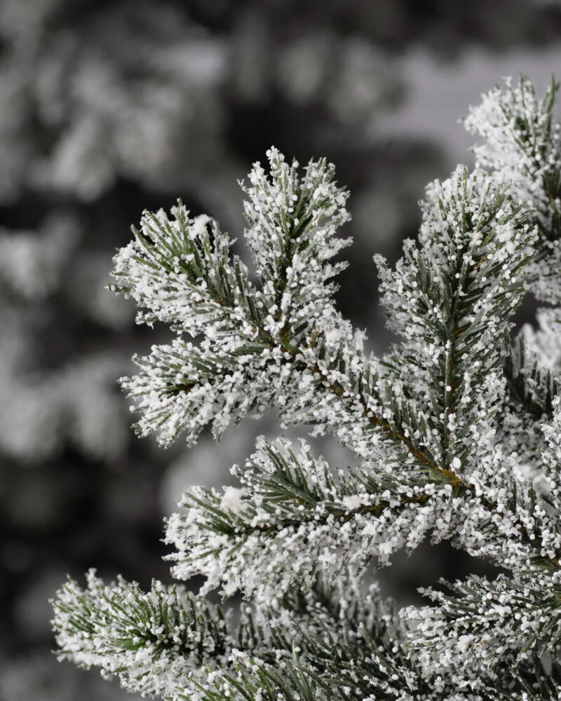 Frosted Yukon Spruce®