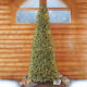 12′ Pre-Lit Radiant Micro LED Artificial Christmas Tree